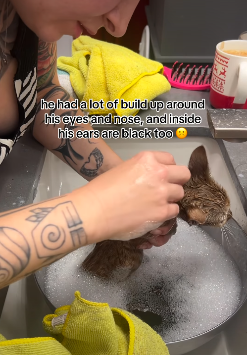 he had a lot of build up around his eyes and nose, and inside his ears are black too