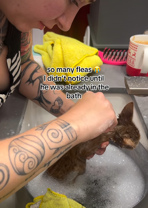 so many fleas I didn't notice until he was already in the bath
