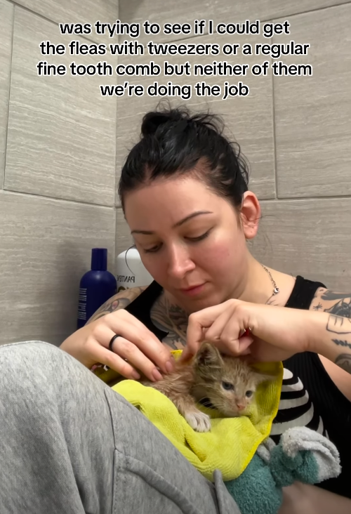 was trying to see if I could get the fleas with tweezers or a regular fine tooth comb but neither of them we're doing the job УСТНАЯ
