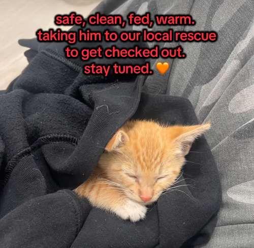 safe, clean, fed, warm. taking him to our local rescue to get checked out. stay tuned.