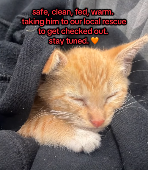 safe, clean, fed, warm. taking him to our local rescue to get checked out. stay tuned.