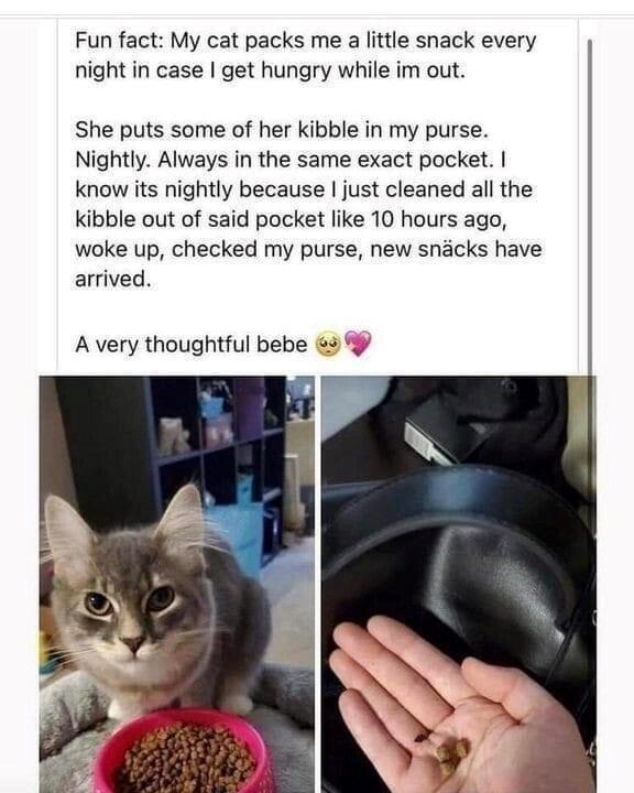 Fun fact: My cat packs me a little snack every night in case I get hungry while im out. She puts some of her kibble in my purse. Nightly. Always in the same exact pocket. I know its nightly because I just cleaned all the kibble out of said pocket like 10 hours ago, woke up, checked my purse, new snäcks have arrived. A very thoughtful bebe