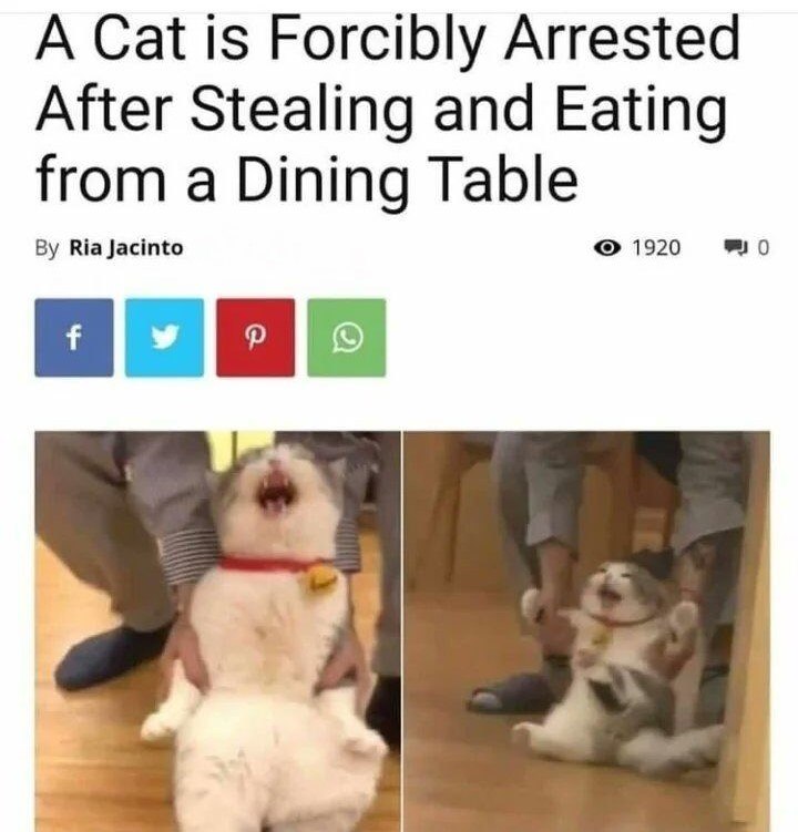A Cat is Forcibly Arrested After Stealing and Eating from a Dining Table By Ria Jacinto f P O 1920 0