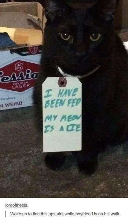 Mio the above PREHIOR LAGER IN WEIRD I HAVE BEEN FED MY MEOW IS ALTE lordofthebis: I Woke up to find this upstairs while boyfriend is on his walk.