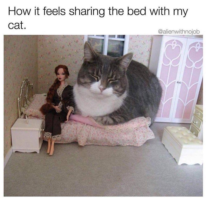 How it feels sharing the bed with my cat. @alienwithnojob