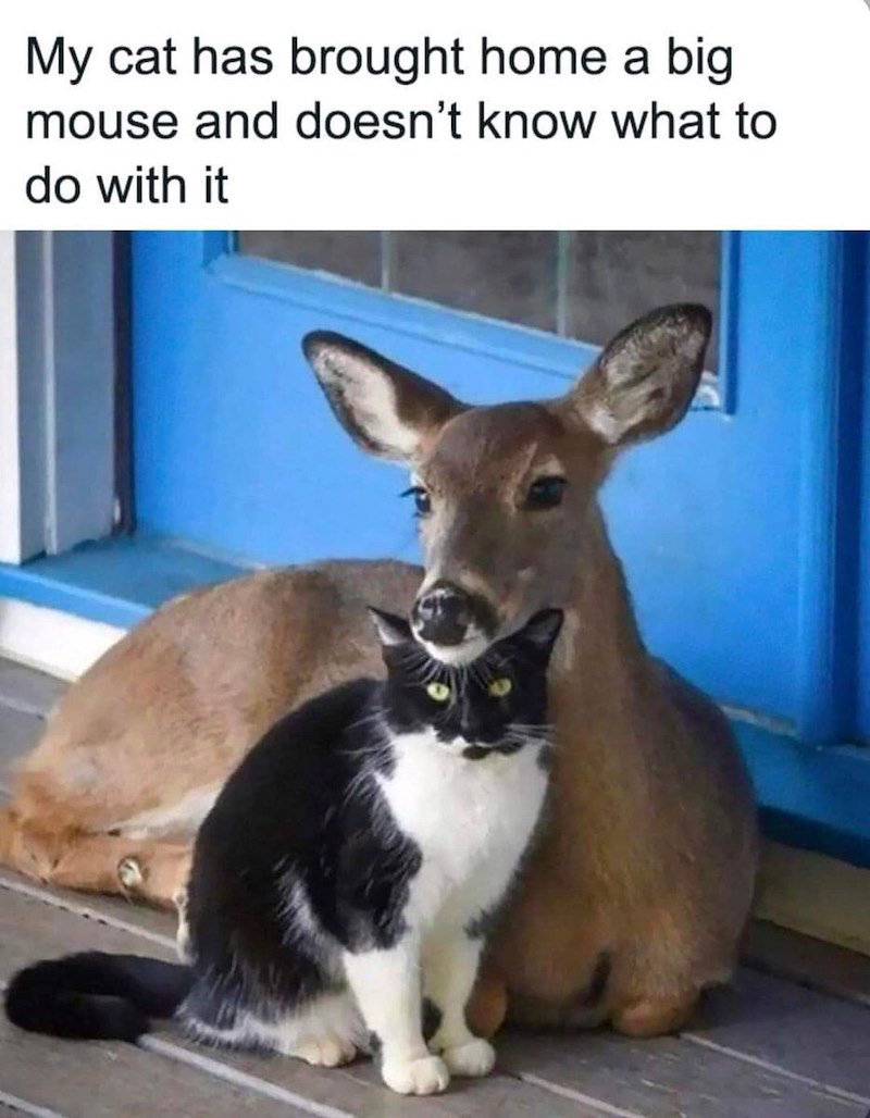 My cat has brought home a big mouse and doesn't know what to do with it