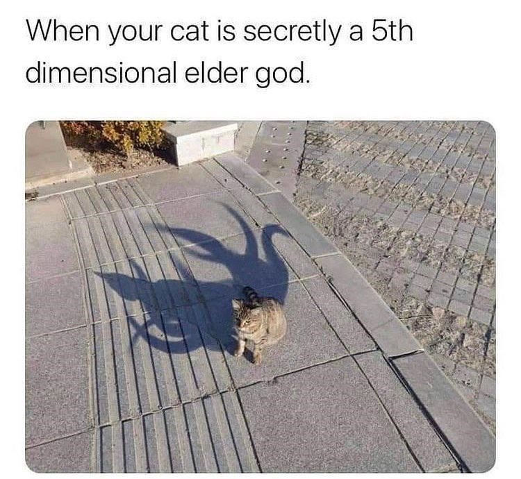 When your cat is secretly a 5th dimensional elder god.