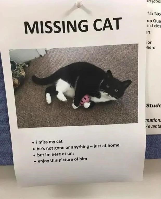 an (con 15 No MISSING CAT op Qua and clos rt lor herd • i miss my cat • he's not gone or anything - just at home .but im here at uni • enjoy this picture of him Stude mation: /events