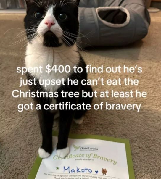 spent $400 to find out he's just upset he can't eat the Christmas tree but at least he got a certificate of bravery DoveLewis Ceficate of Bravery Makoto Thank u for being s