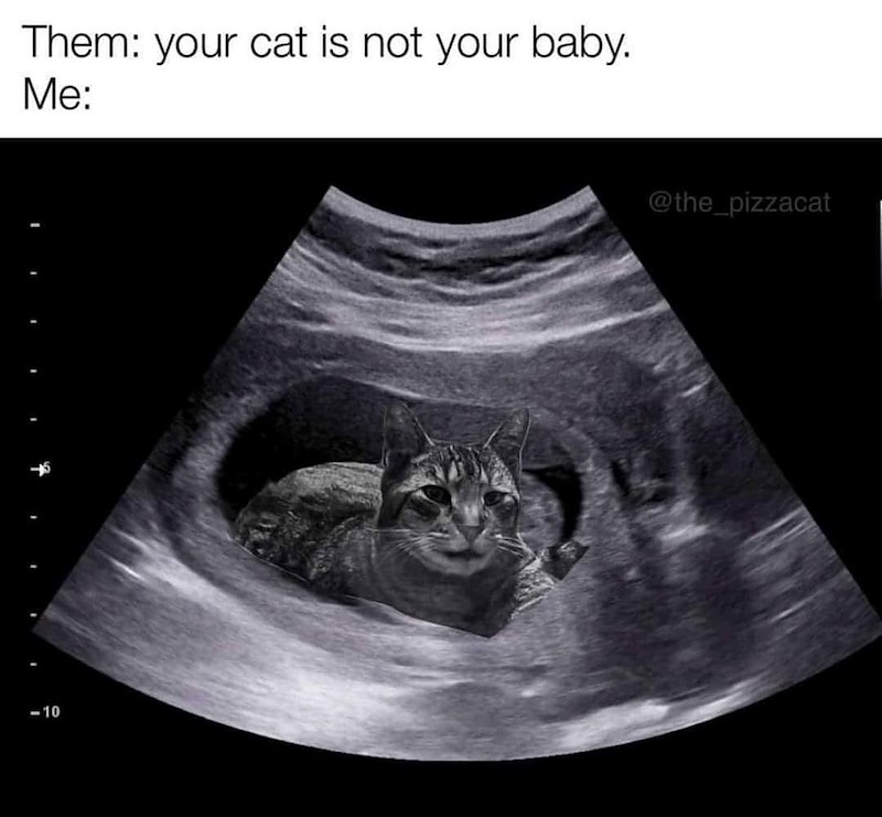 Them: your cat is not your baby. Me: -10 @the_pizzacat