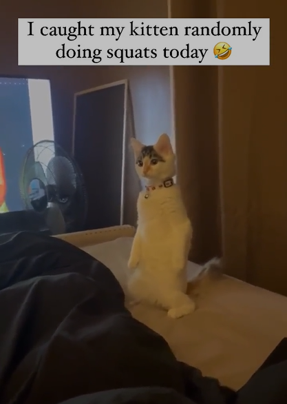 I caught my kitten randomly doing squats today