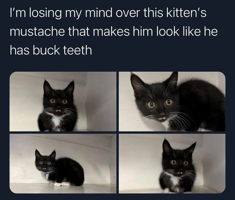I'm losing my mind over this kitten's mustache that makes him look like he has buck teeth