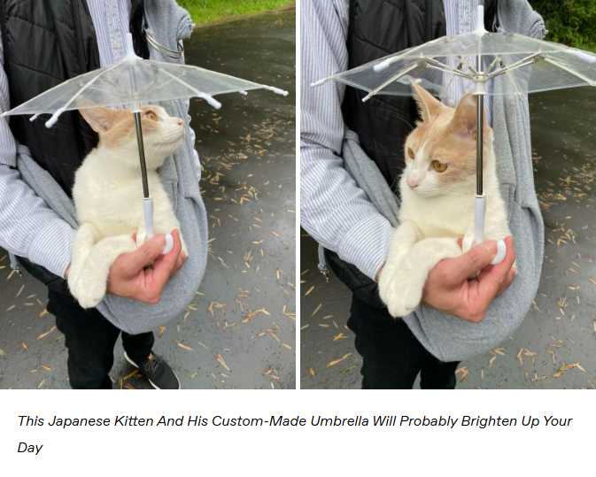 This Japanese Kitten And His Custom-Made Umbrella Will Probably Brighten Up Your Day