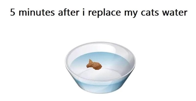 5 minutes after i replace my cats water