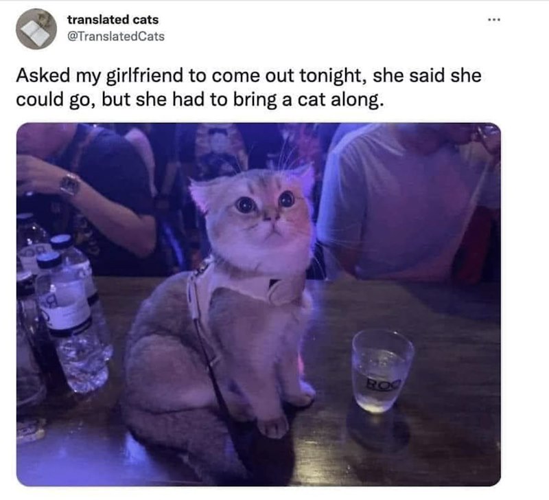 translated cats @TranslatedCats Asked my girlfriend to come out tonight, she said she could go, but she had to bring a cat along. ROC