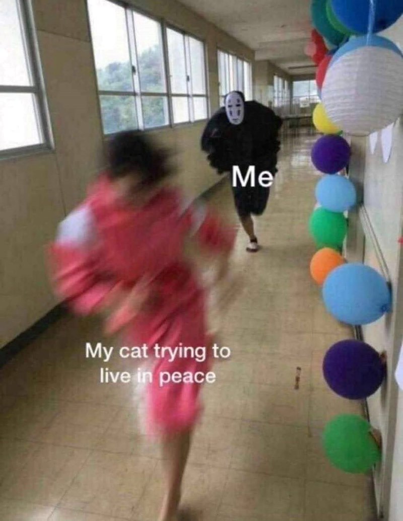 My cat trying to live in peace Me
