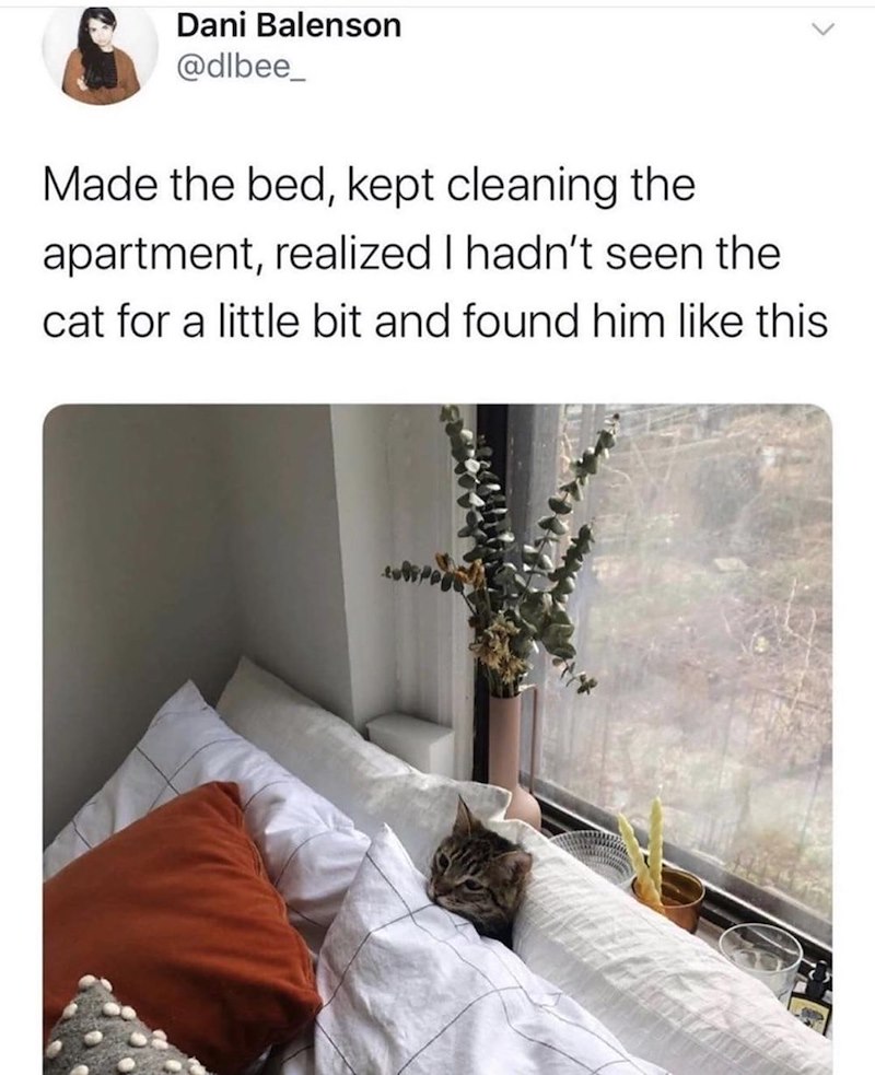 Dani Balenson @dlbee_ Made the bed, kept cleaning the apartment, realized I hadn't seen the cat for a little bit and found him like this