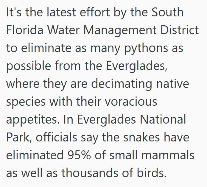 It's the latest effort by the South Florida Water Management District to eliminate as many pythons as possible from the Everglades, where they are decimating native species with their voracious appetites. In Everglades National Park, officials say the snakes have eliminated 95% of small mammals as well as thousands of birds.