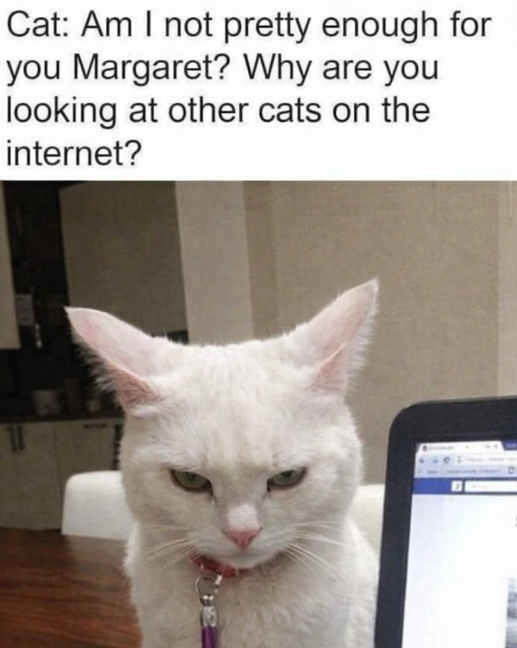 Cat: Am I not pretty enough for you Margaret? Why are you looking at other cats on the internet? 11