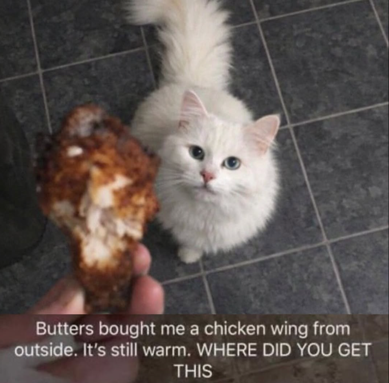 Butters bought me a chicken wing from outside. It's still warm. WHERE DID YOU GET THIS