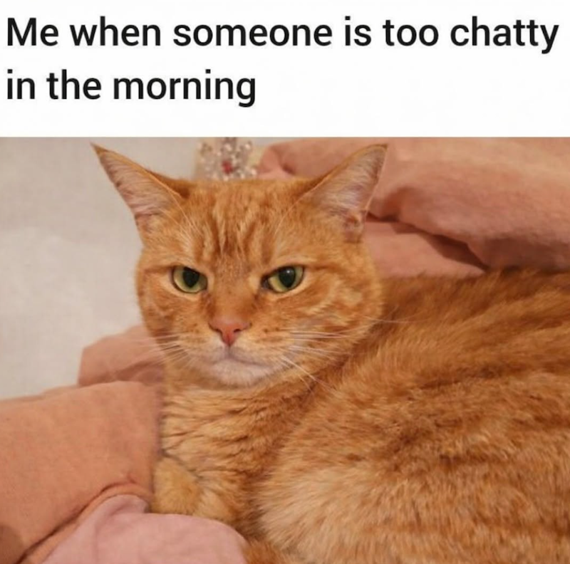 Me when someone is too chatty in the morning