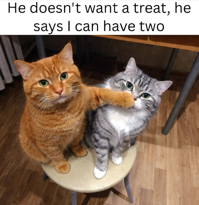 He doesn't want a treat, he says I can have two
