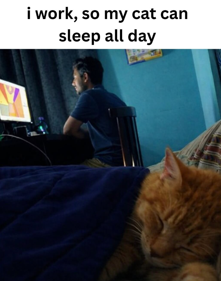 i work, so my cat can sleep all day