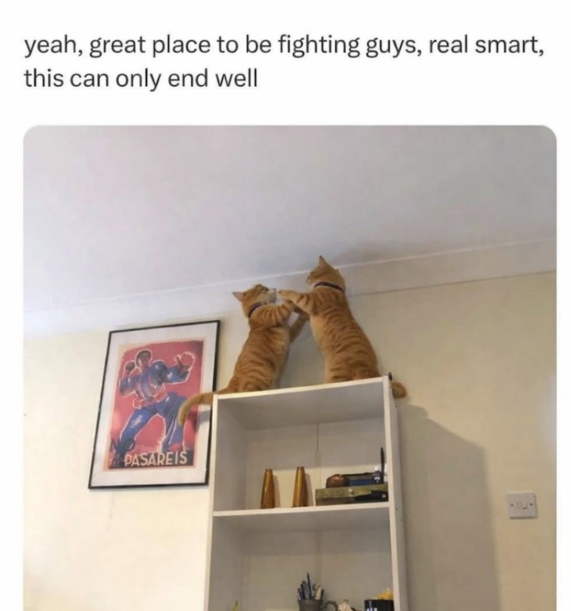 yeah, great place to be fighting guys, real smart, this can only end well PASAREIS