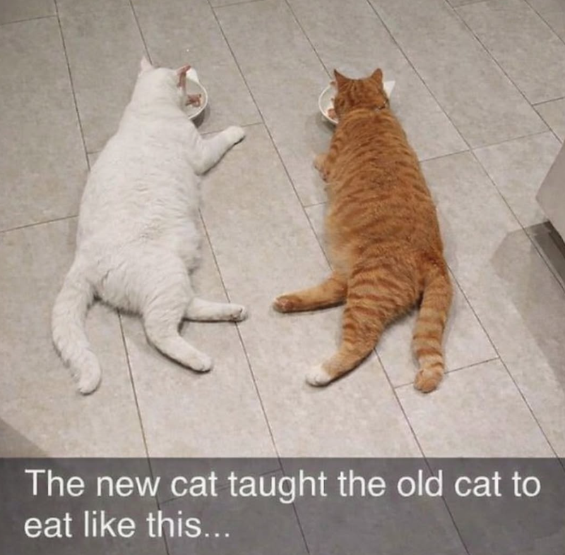 The new cat taught the old cat to eat like this...