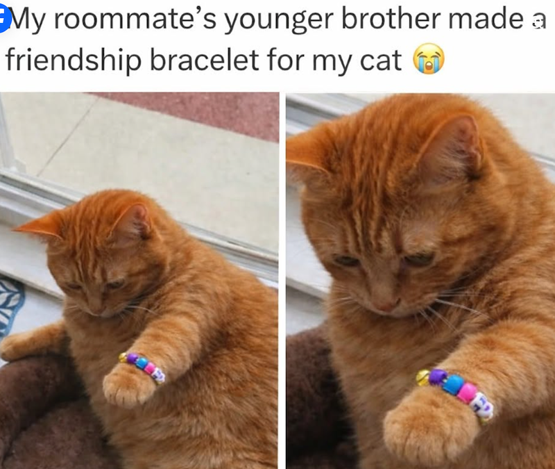 My roommate's younger brother made a friendship bracelet for my cat FD