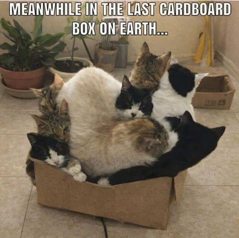 MEANWHILE IN THE LAST CARDBOARD BOX ON EARTH... BET
