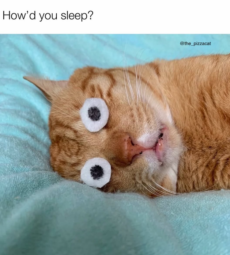 How'd you sleep? @the_pizzacat
