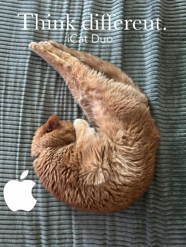Think different. iCat Duo