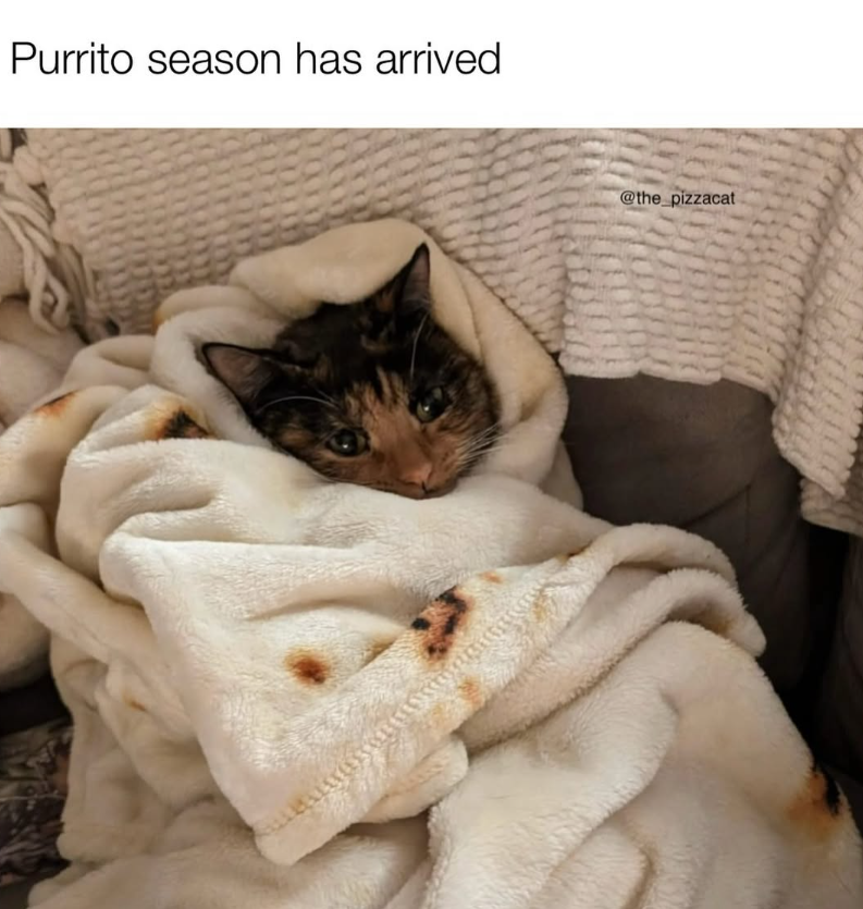 Purrito season has arrived @the_pizzacat