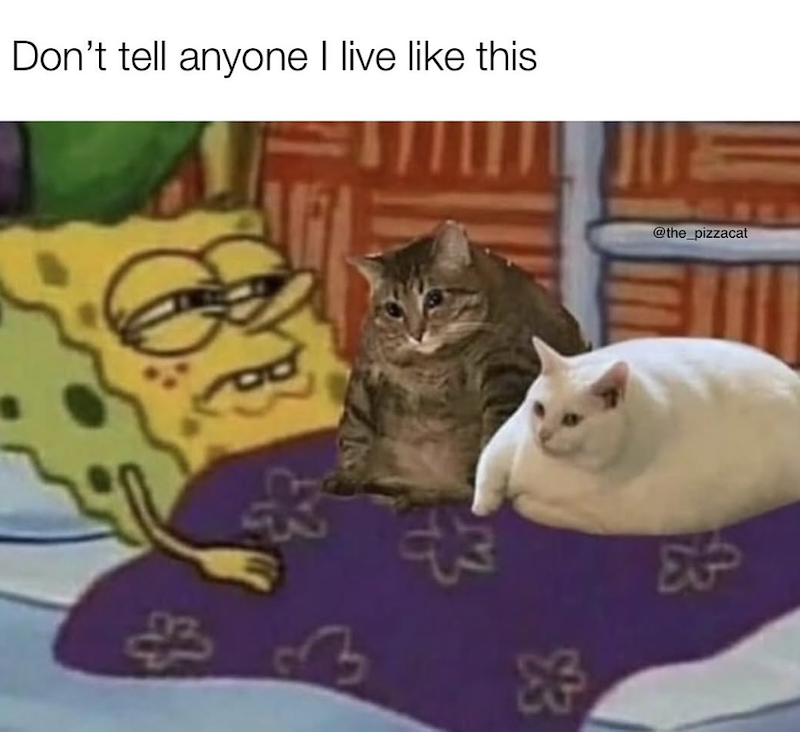 Don't tell anyone I live like this + @the_pizzacat At