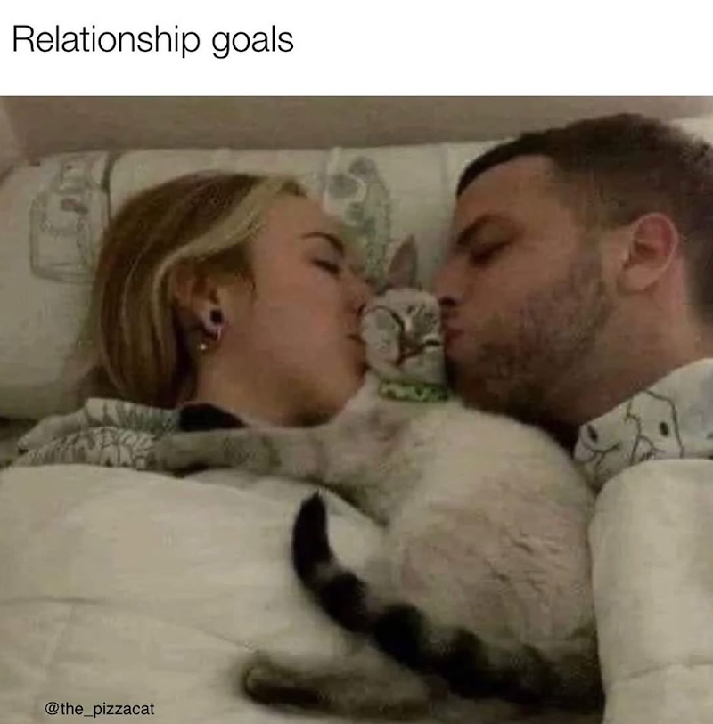 Relationship goals @the_pizzacat