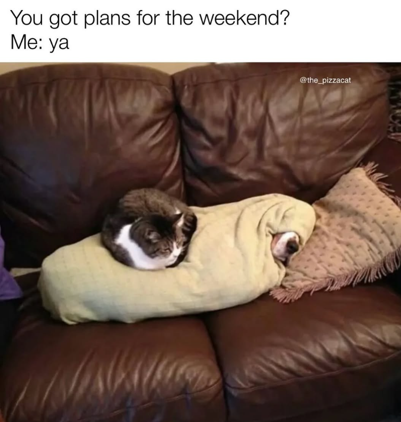 You got plans for the weekend? Me: ya @the_pizzacat