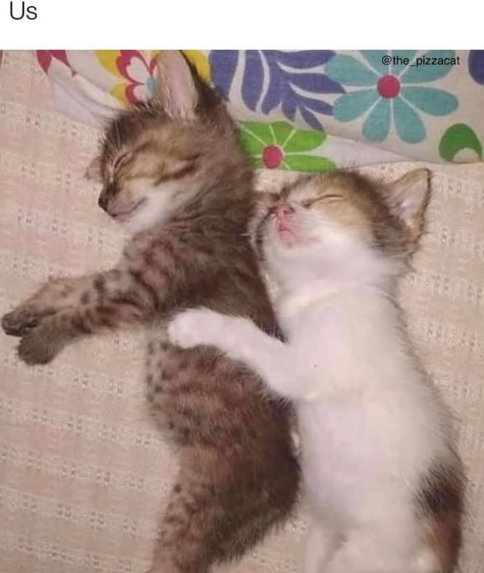 Us @the_pizzacat
