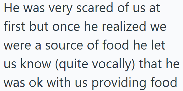 He was very scared of us at first but once he realized we were a source of food he let us know (quite vocally) that he was ok with us providing food