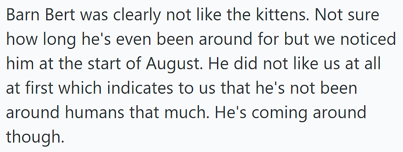 Barn Bert was clearly not like the kittens. Not sure how long he's even been around for but we noticed him at the start of August. He did not like us at all at first which indicates to us that he's not been around humans that much. He's coming around though.