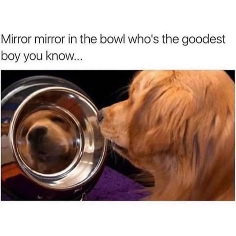 Mirror mirror in the bowl who's the goodest boy you know...