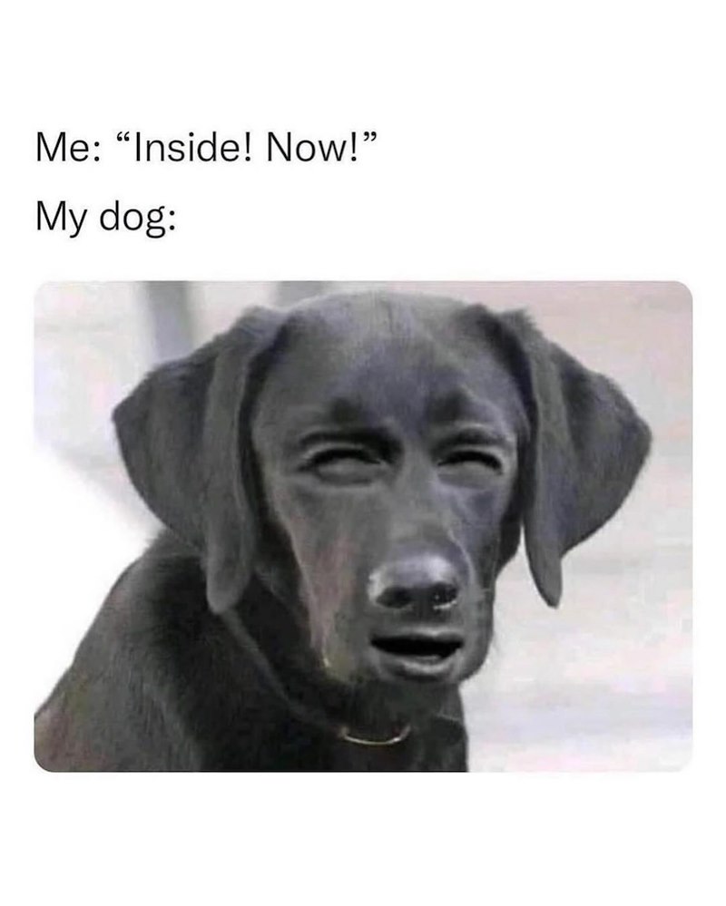 Me: "Inside! Now!" My dog: