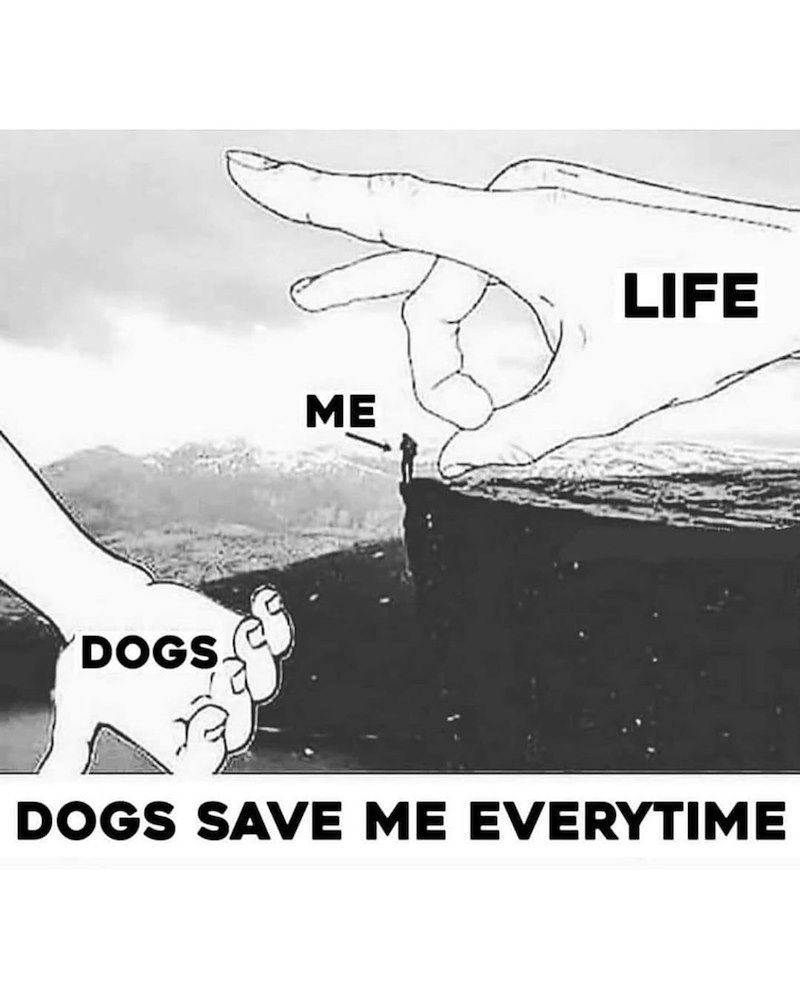DOGS ME LIFE DOGS SAVE ME EVERYTIME