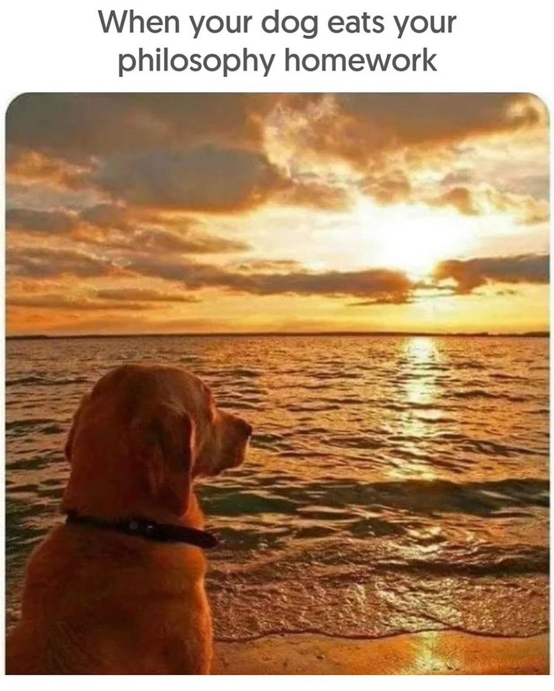 When your dog eats your philosophy homework