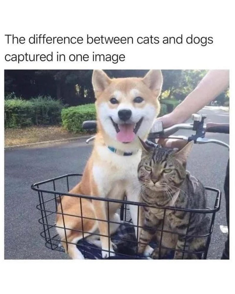 The difference between cats and dogs captured in one image