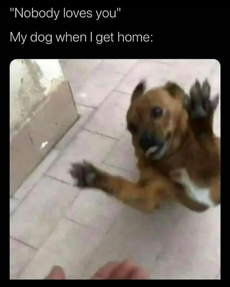 "Nobody loves you" My dog when I get home:
