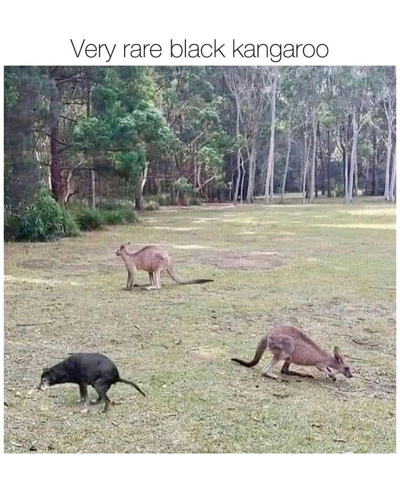 Very rare black kangaroo