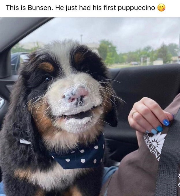 This is Bunsen. He just had his first puppuccino OREQUIN