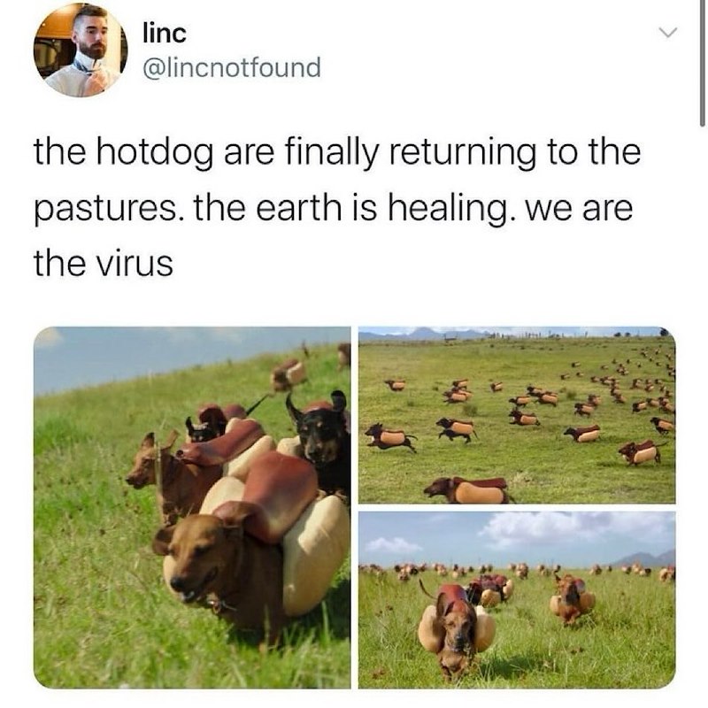 linc @lincnotfound the hotdog are finally returning to the pastures. the earth is healing. we are the virus