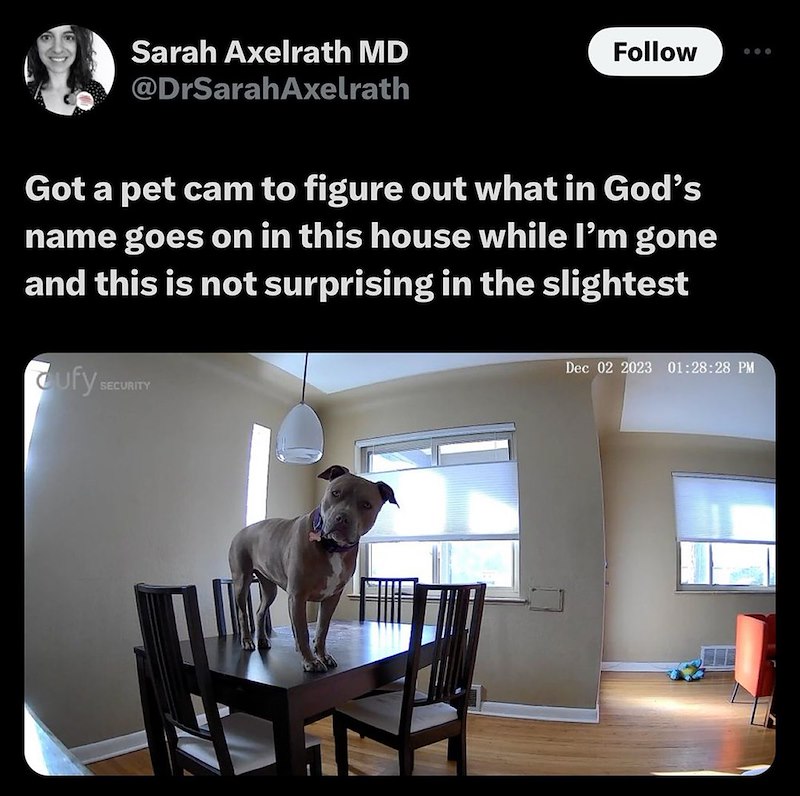 Sarah Axelrath MD @DrSarahAxelrath Follow Got a pet cam to figure out what in God's name goes on in this house while I'm gone and this is not surprising in the slightest ufy s SECURITY Dec 02 2023 01:28:28 PM